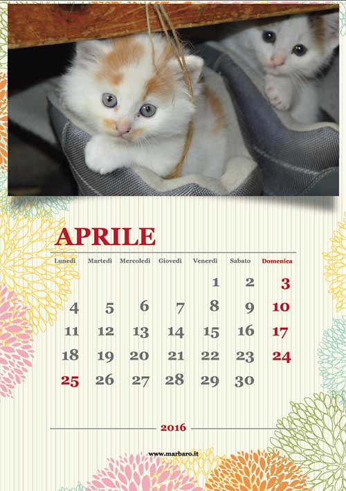 Calendari 2016 con foto di gattini